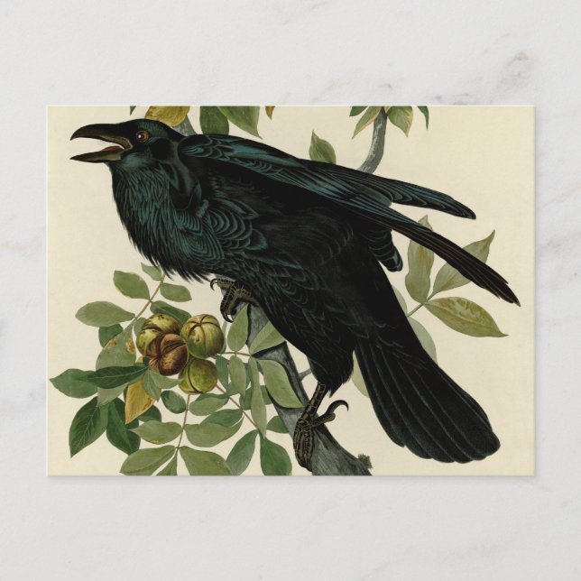 Audubon Raven Bird Classic Artwork Vykort (Framsida)