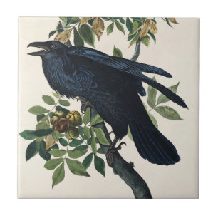 Audubon Raven Bird Classic Painting Kakelplatta