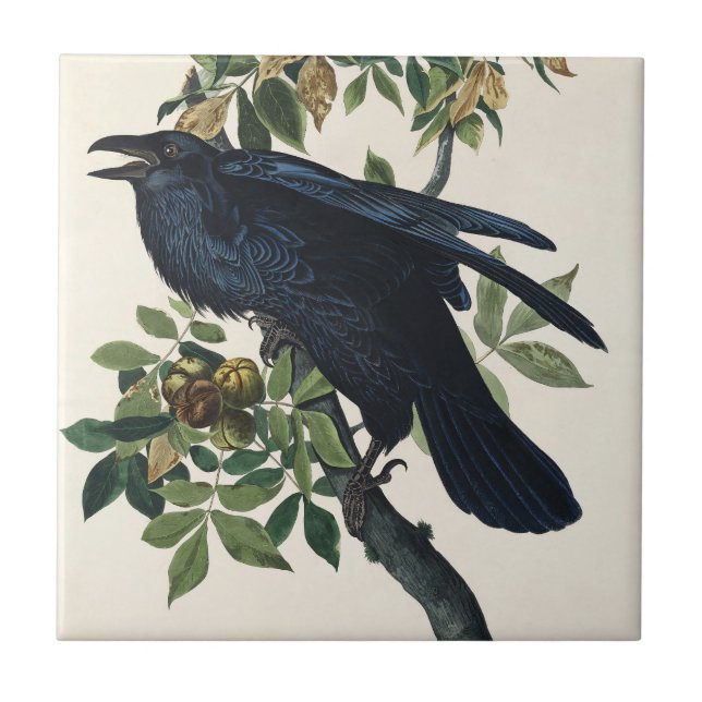 Audubon Raven Bird Classic Painting Kakelplatta (Framsidan)