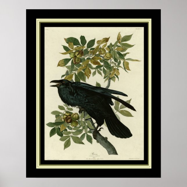 Audubon Raven Print 16x20 Poster (Framsidan)