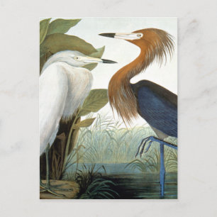 Audubon: Reddist eller Lila Heron Vykort