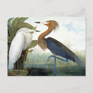 Audubon: Reddist eller Lila Heron Vykort