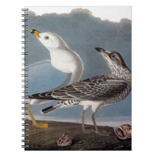Audubon: Ring-Fakturerad fiskmås Anteckningsbok Med Spiral