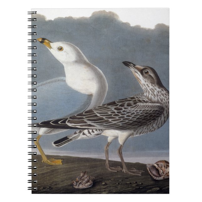 Audubon: Ring-Fakturerad fiskmås Anteckningsbok Med Spiral (Framsidan)