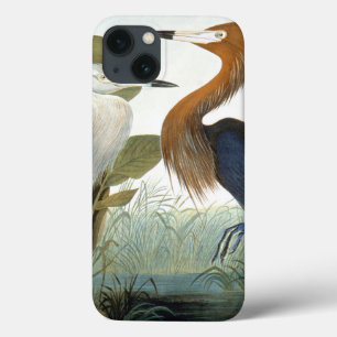 Audubon: Rödaktig Egret eller lilaHeron
