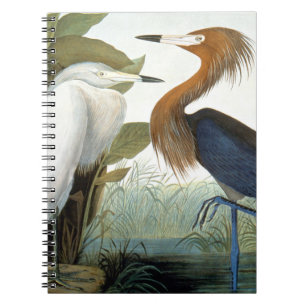 Audubon: Rödaktig Egret eller lilaHeron Anteckningsbok