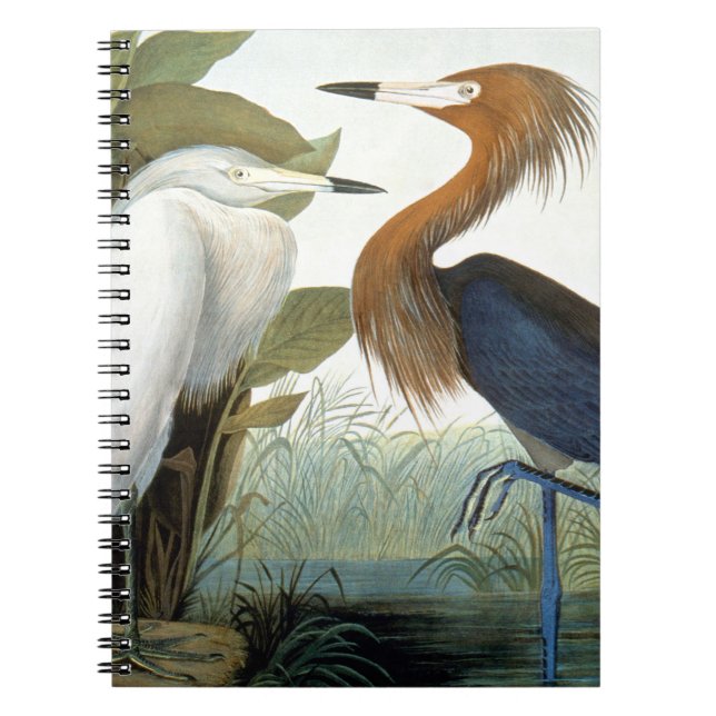 Audubon: Rödaktig Egret eller lilaHeron Anteckningsbok (Framsidan)