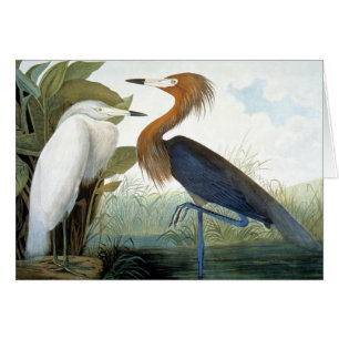 Audubon: Rödaktig Egret eller lilaHeron OBS Kort