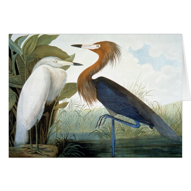 Audubon: Rödaktig Egret eller lilaHeron OBS Kort (Framsidan Horizontal)