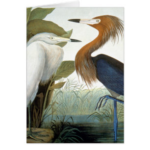Audubon: Rödaktig Egret eller lilaHeron OBS Kort