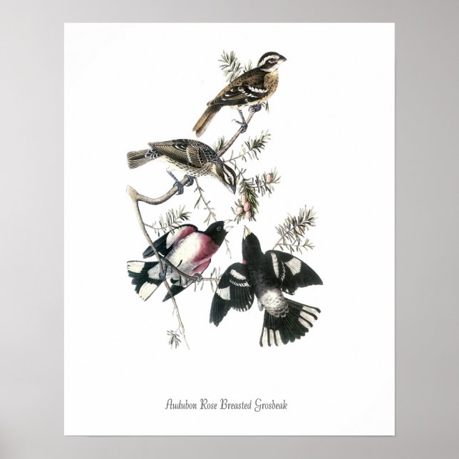 Audubon Rose Breasted Grosbeak Fågelplanschen Poster (Framsidan)