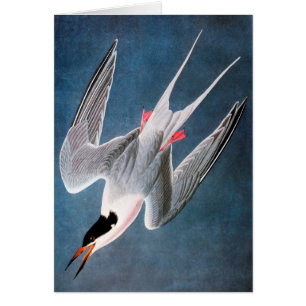 Audubon: Roseate tärna OBS Kort