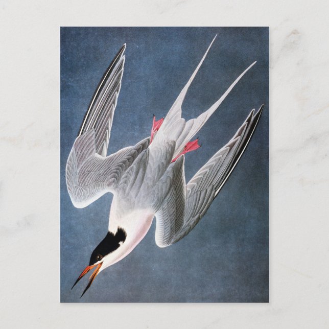 Audubon: Roseate Tern Vykort (Framsida)