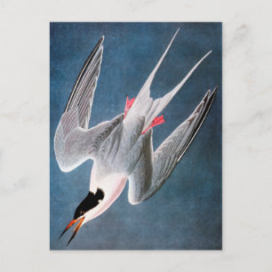 Audubon: Roseate Tern Vykort