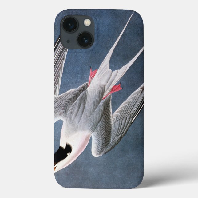 Audubon: Rosentärna (Baksida)