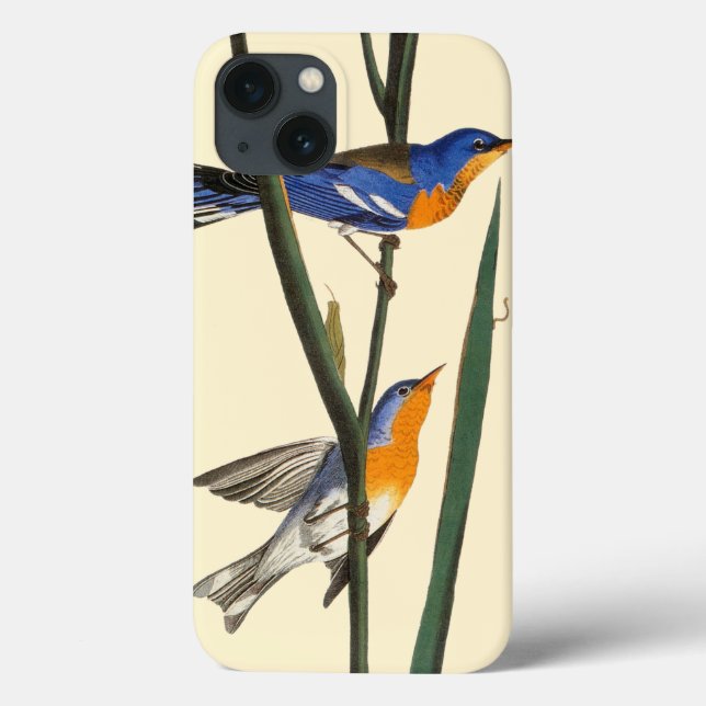 Audubon: Sångare (Baksida)