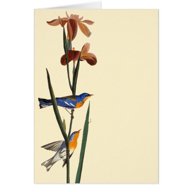 Audubon: Sångare OBS Kort (Framsidan)