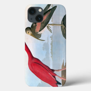 Audubon: Scarlet Ibis