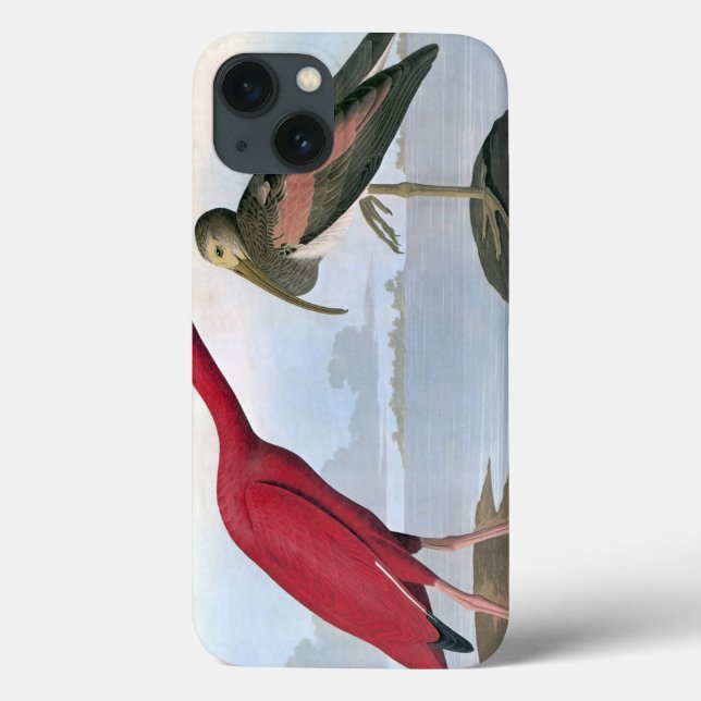 Audubon: Scarlet Ibis (Baksida)