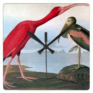 Audubon: Scarlet Ibis Fyrkantig Klocka