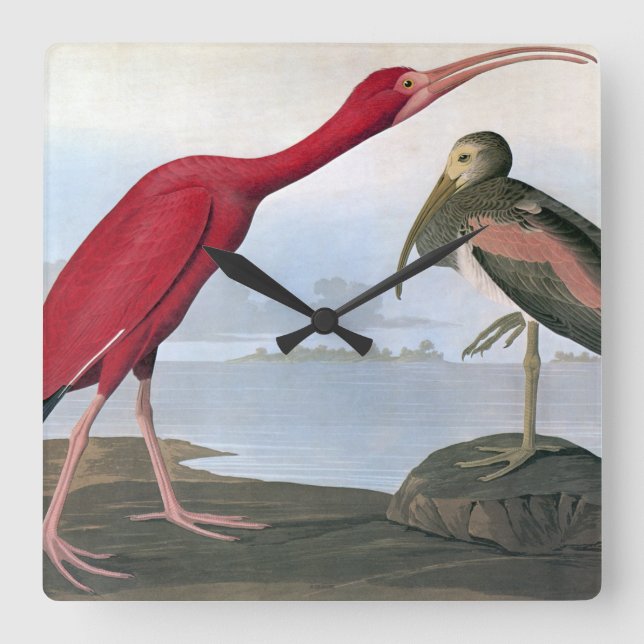 Audubon: Scarlet Ibis Fyrkantig Klocka (Framsida)