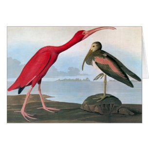 Audubon: Scarlet Ibis OBS Kort