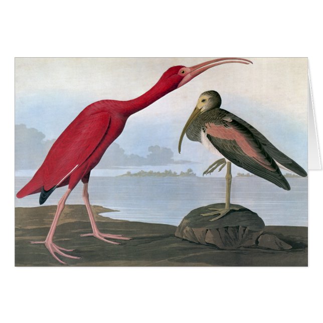 Audubon: Scarlet Ibis OBS Kort (Framsidan Horizontal)