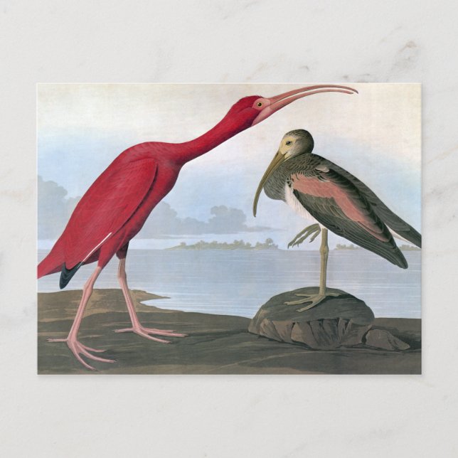 Audubon: Scarlet Ibis Vykort (Framsida)