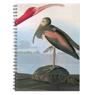 Audubon: Scharlakansröda Ibis Anteckningsbok Med Spiral
