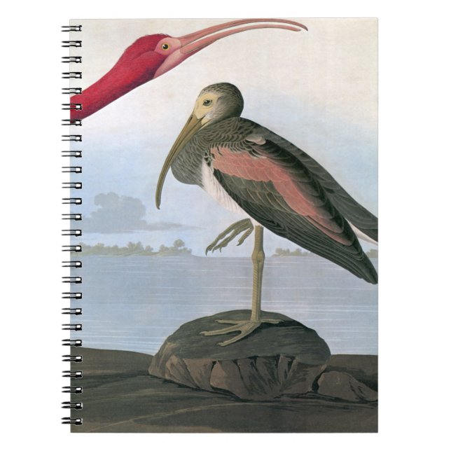 Audubon: Scharlakansröda Ibis Anteckningsbok Med Spiral (Framsidan)