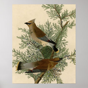 Audubon Sidensvansfågel Poster