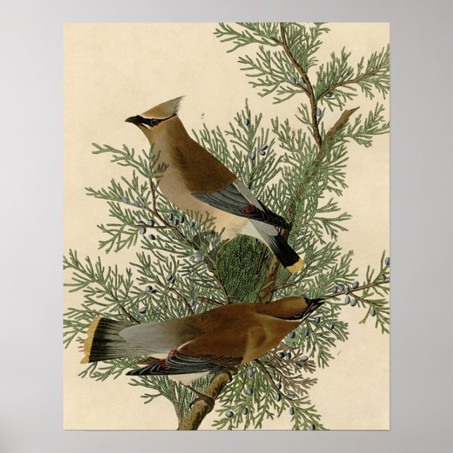 Audubon Sidensvansfågel Poster (Framsidan)