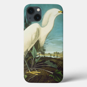 Audubon: Sillenegrett