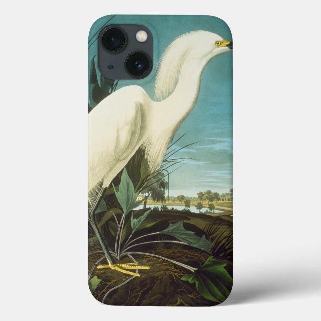 Audubon: Sillenegrett (Baksida)