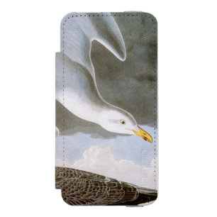 Audubon: Sillfiskmås