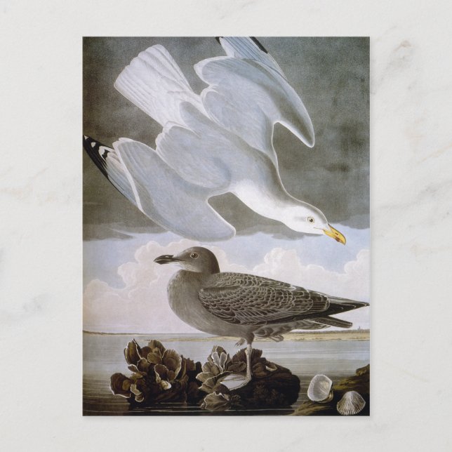 Audubon: Silvermås Vykort (Framsida)