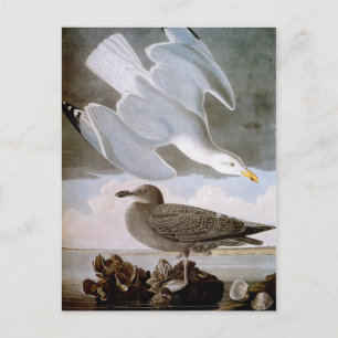 Audubon: Silvermås Vykort