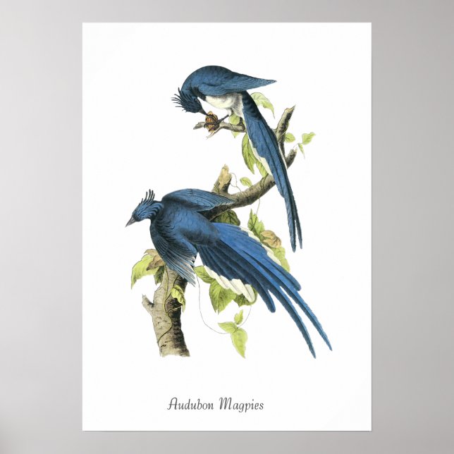 Audubon Skator Fågelplansh Poster (Framsidan)
