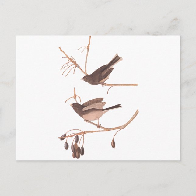 Audubon Snö Birds Vykort (Framsida)