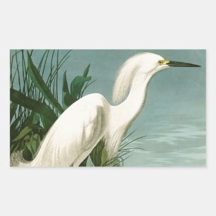 Audubon Snöhäger Vit Egretthäger Fågel Fågelskådni Rektangulärt Klistermärke