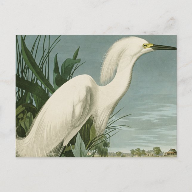 Audubon Snöhäger Vit häger Fågel Fågelskådning Vykort (Framsida)