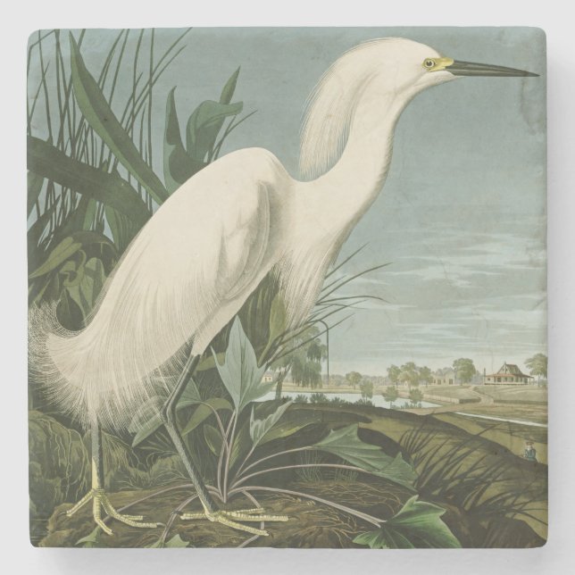 Audubon Snöhäger Vit Hägrar Fågel Fågelskådning Stenunderlägg (Framsidan)
