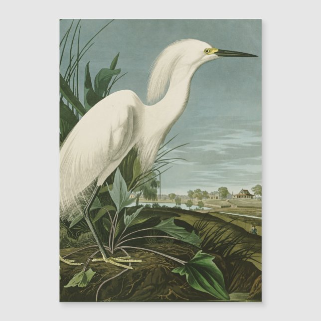 Audubon Snösädeshäger Vit häger Fågel Fågelskådnin (Framsida)