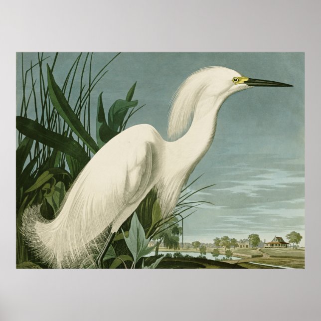 Audubon Snösnäppa Vit häger Fågel Fågelskådning Poster (Framsidan)