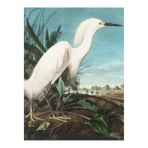 Audubon Snowy Heron eller White Egret Plate CCXLII