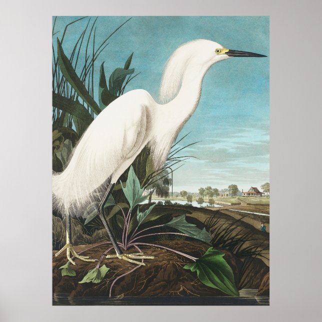 Audubon Snowy Heron eller White Egret Plate CCXLII Poster (Framsidan)