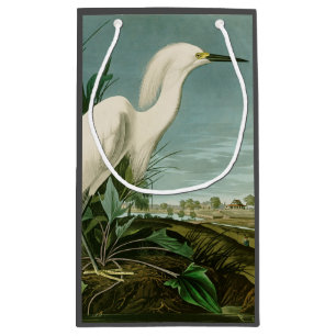 Audubon Snowy Heron White Egret Birding