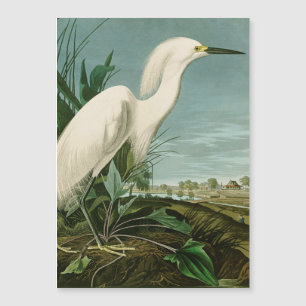 Audubon Snowy Heron White Egret Birding