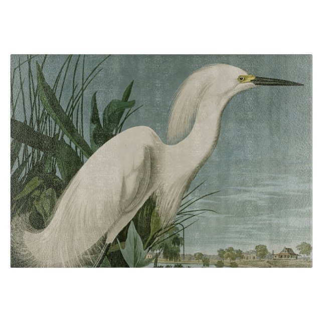 Audubon Snowy Heron White Egret Birding (Framsidan)