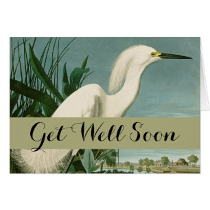 Audubon Snowy Heron White Egret Birding Hälsningskort
